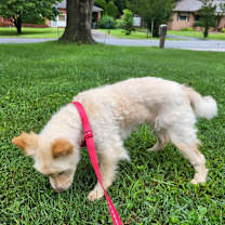 Thumbnail photo of Cinnamon #4