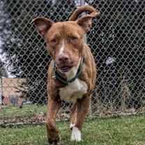 Thumbnail photo of Goose #3