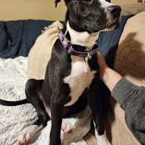 Thumbnail photo of Thor #1