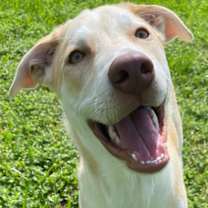 Thumbnail photo of Payasam #1