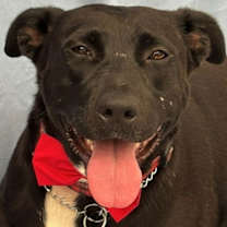 Thumbnail photo of Tess - Courtesy Post Adopt Me! #1