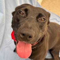 Thumbnail photo of Tess - Courtesy Post Adopt Me! #2