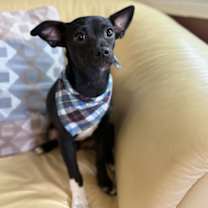 adopt-pet