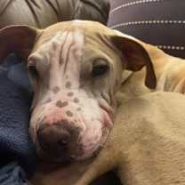 Thumbnail photo of Rudie #2