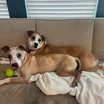 Thumbnail photo of Rudie #3