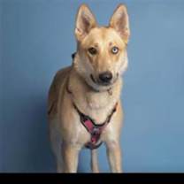 adopt-pet