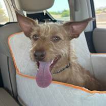 adopt-pet