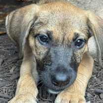 Thumbnail photo of Koda #3