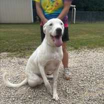 Thumbnail photo of Sigfried #1