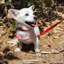 Thumbnail photo of Frosty #2