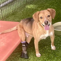 Thumbnail photo of Colby #1