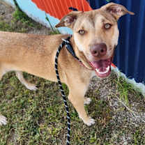 Thumbnail photo of Fenrir (Hiccup) #4