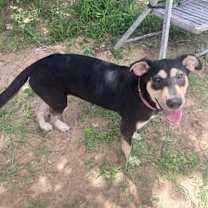 Thumbnail photo of Molly #3