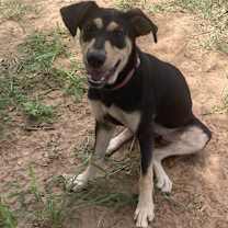 Thumbnail photo of Molly #4