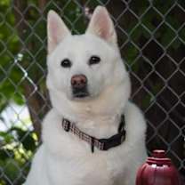 adopt-pet