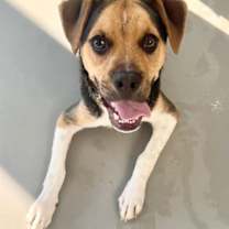 Thumbnail photo of Buddy #2