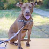 Thumbnail photo of Ducky #1