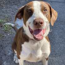 Thumbnail photo of Scout #1