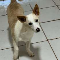 Thumbnail photo of Rocky #1