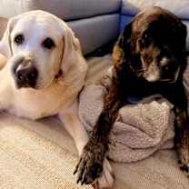 Thumbnail photo of Chewy & Brody - Bonded Seniors #1