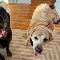 Thumbnail photo of Chewy & Brody - Bonded Seniors #2