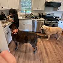 Thumbnail photo of Chewy & Brody - Bonded Seniors #4