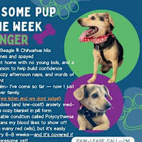 Thumbnail photo of Ginger #4