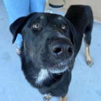 Thumbnail photo of Pluto #1