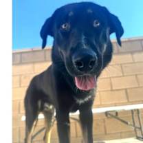 Thumbnail photo of Pluto #2