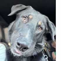 Thumbnail photo of Pluto #3