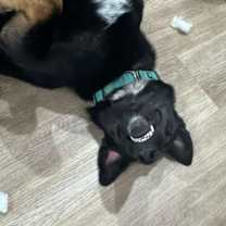 Thumbnail photo of Pluto #4