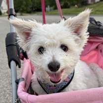 Thumbnail photo of Belle #3