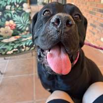 adopt-pet