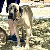 adopt-pet