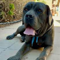 adopt-pet
