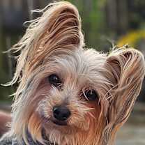 Thumbnail photo of Minnie #1