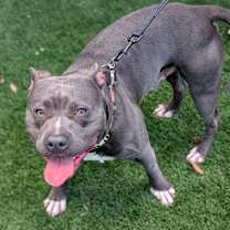 Thumbnail photo of Rico 25-3669 #2