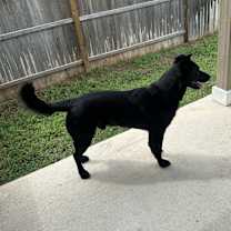 Thumbnail photo of Otis #2