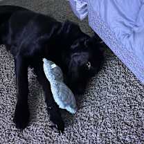 Thumbnail photo of Otis #4