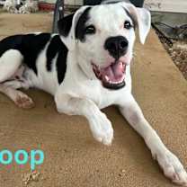 Thumbnail photo of COOP #1