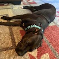 Thumbnail photo of Juniper #3