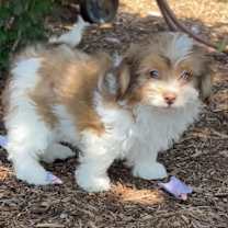 Thumbnail photo of Jazabeth #4