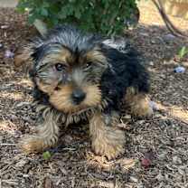 Thumbnail photo of ADOPTION PENDING Jasmine #2