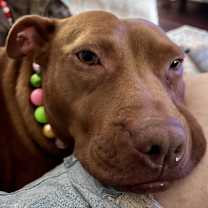 Thumbnail photo of Isabella #2