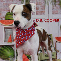 Thumbnail photo of D.B. Cooper #1