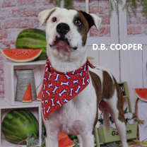 Thumbnail photo of D.B. Cooper #2