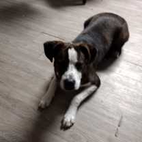 Thumbnail photo of Strider #3