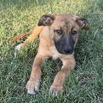 Thumbnail photo of Deeva #2