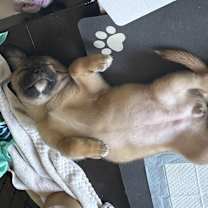 Thumbnail photo of Deeva #3