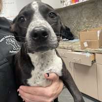 Thumbnail photo of Lady #2